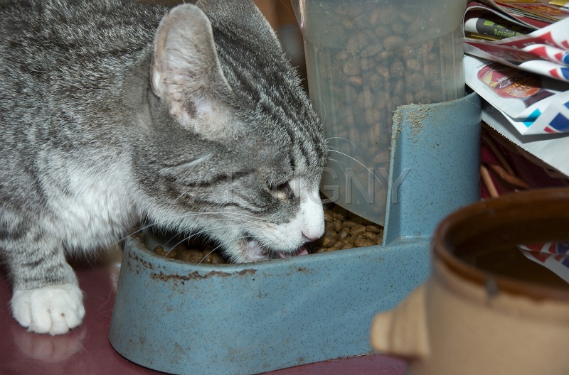 MANGE 002.jpg